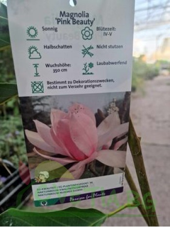Магнолия "Pink Beauty"